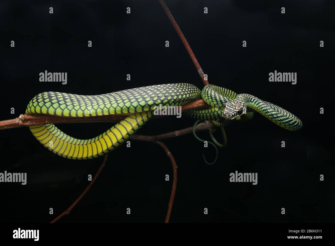 Paradise Flying Snake, Chrysopelea paradisi Stock Photo - Alamy