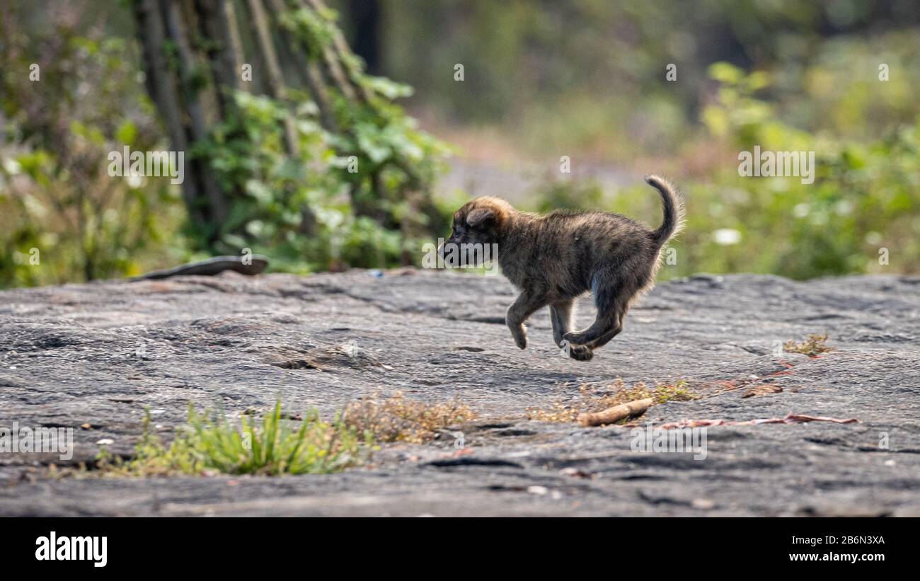 A small puppy of a feral dog of Kerala India Stock Photo Alamy
