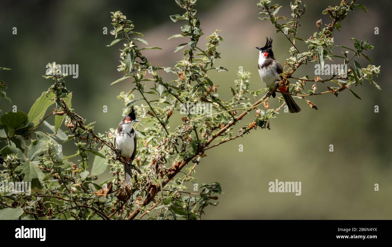 A pair of red whiskered bulbul birds of Kerala, India Stock Photo