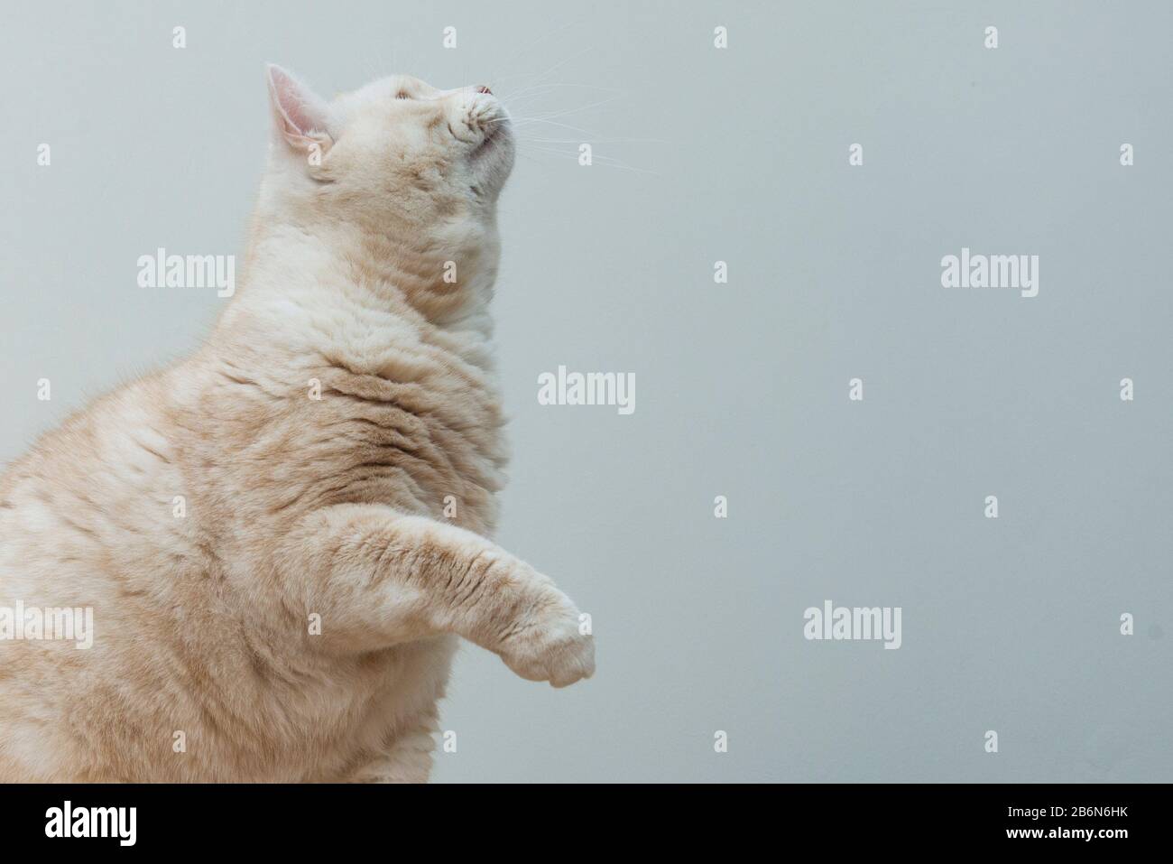 Portrait Of A Creamy Short Haired Manx Cat Stock Photo Alamy