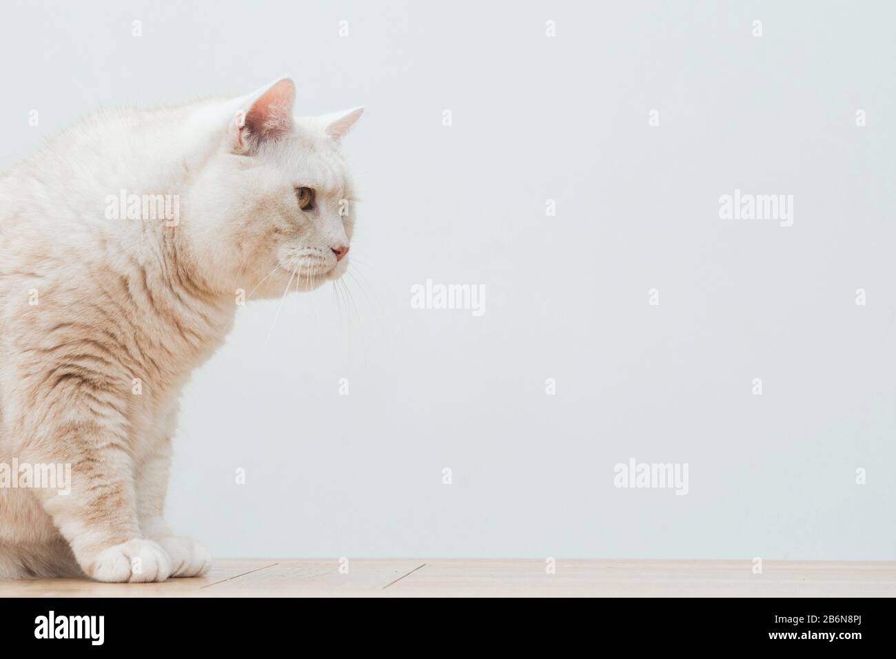 Man and cat hi-res stock photography and images - Page 27 - Alamy