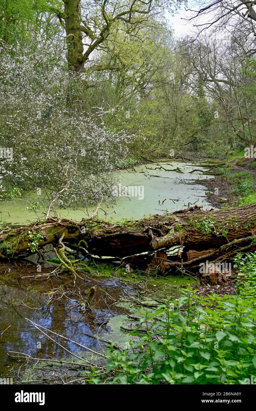 A section of now derelict Shrewsbury and Newport Canal near Uffington showing felled trees and vegetation on the embankments and green water weed. Stock Photo