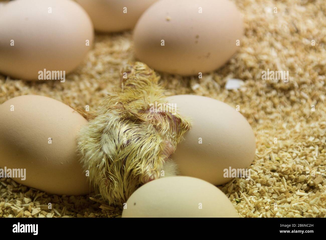 I dating newborn chick egg hen rooster (Gallus) Stock Photo