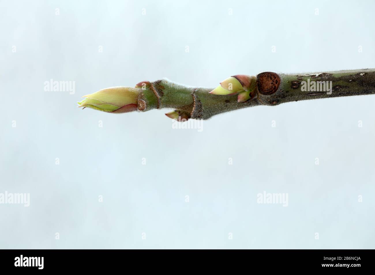 Fig leaf fruit plant tree Stock Photo