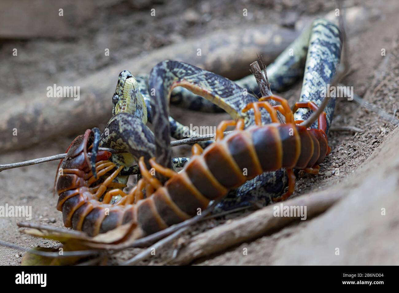 A Ringed Tree Boa (Corallus annulatus) is struggeling for Life with a Giant Centipede Stock Photo