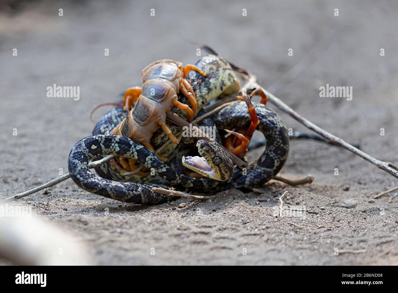 A Ringed Tree Boa (Corallus annulatus) is struggeling for Life with a Giant Centipede Stock Photo
