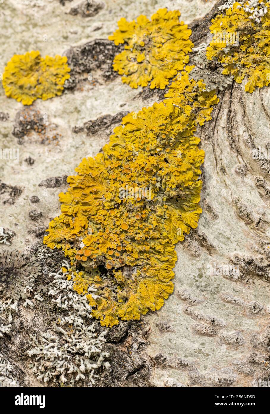 white bark texture of birch tree with yellow lichen Stock Photo - Alamy