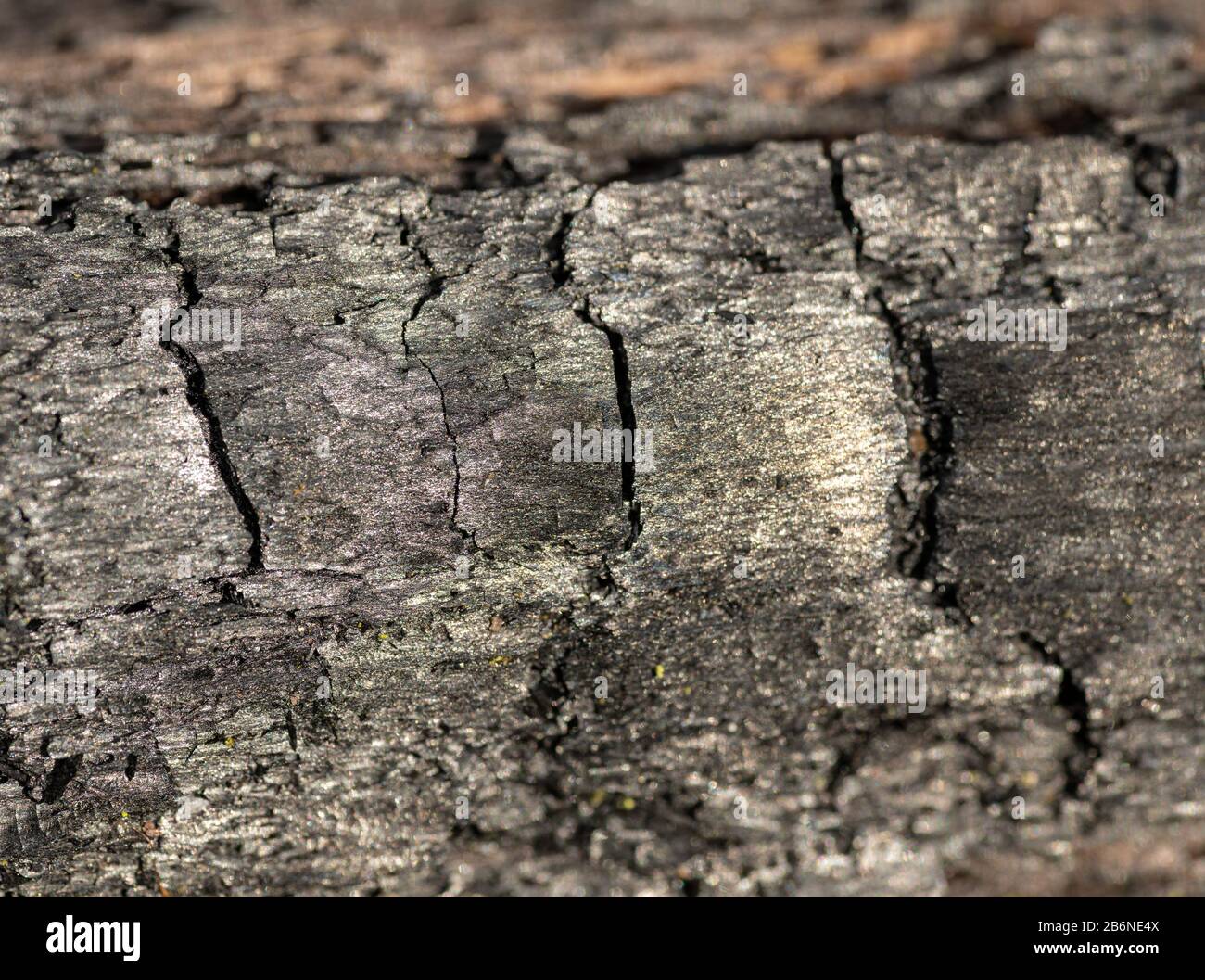 texture of burned wood with cracks Stock Photo