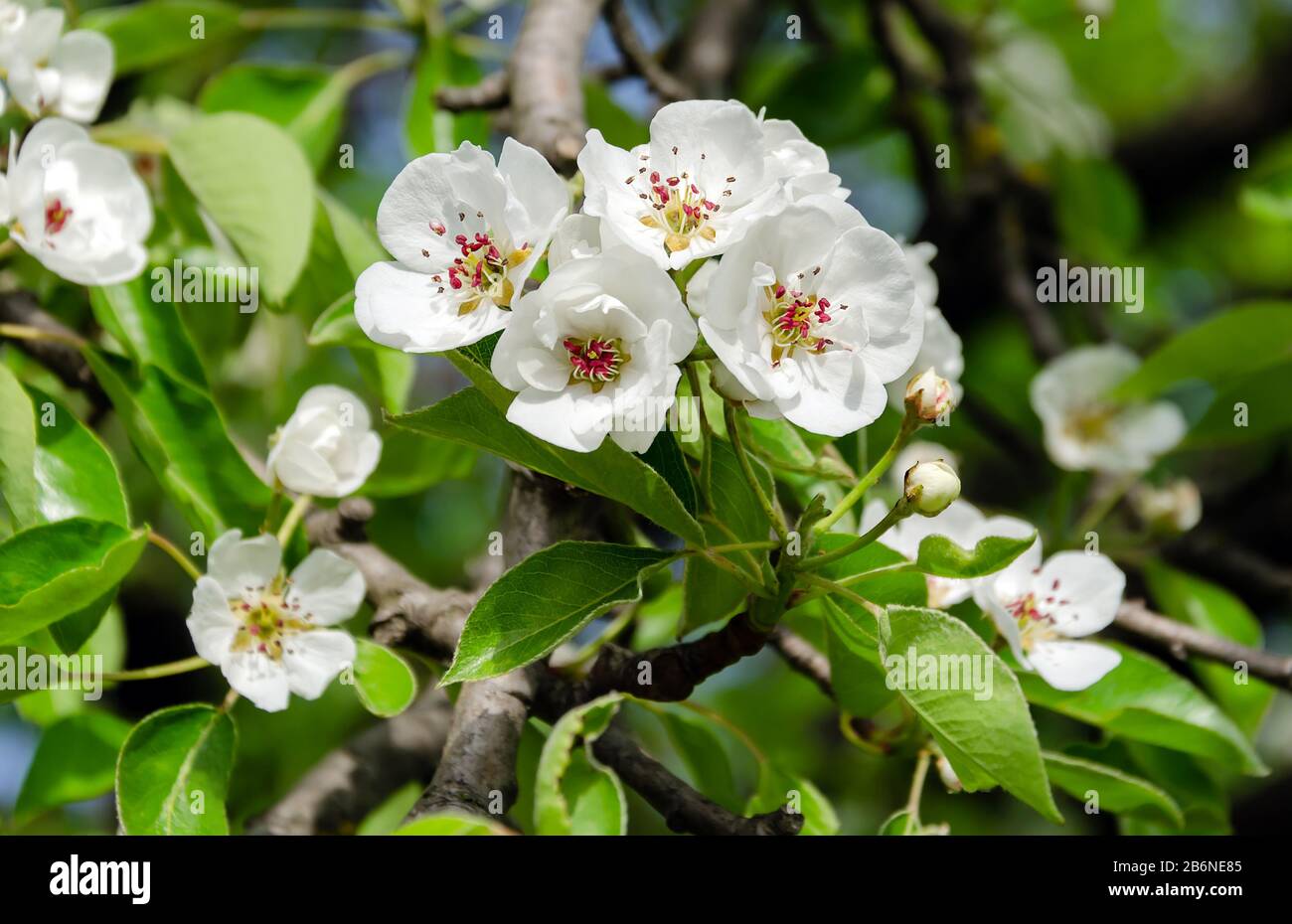pear flowers with white petals and red stamens, flowering branch of a fruit tree, spring warm day, in the garden, close-up Stock Photo