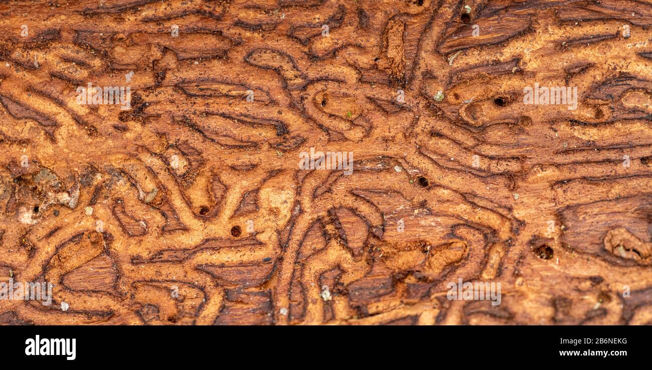 wood worm corridors under a bark of pine tree Stock Photo