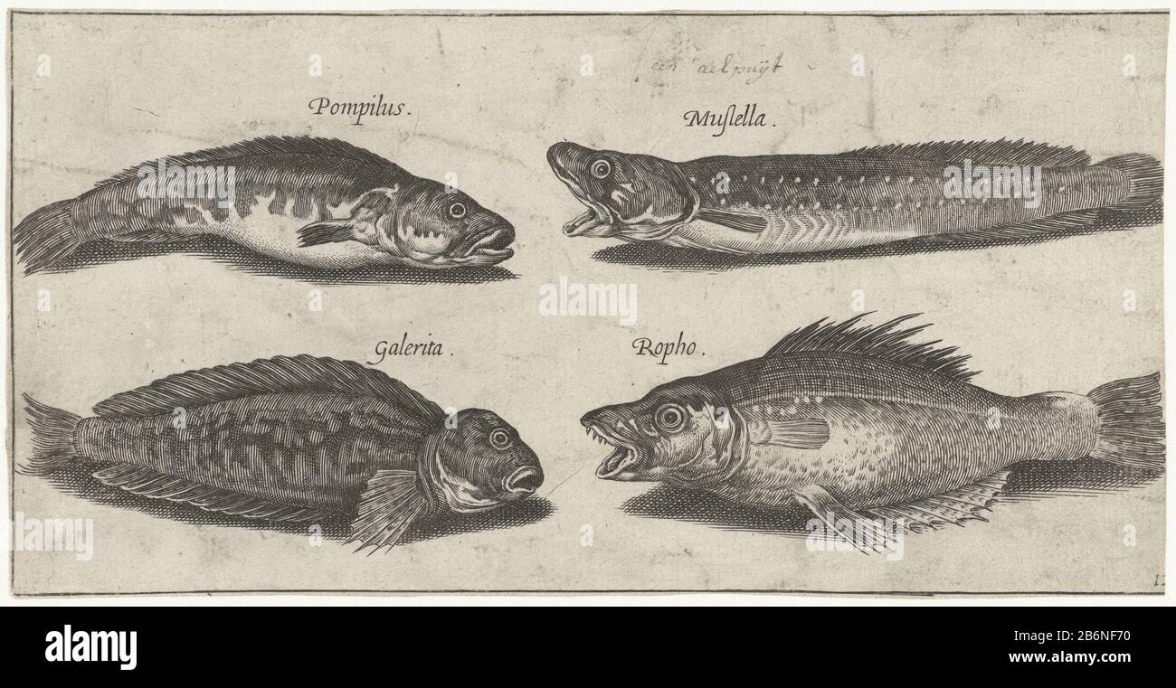 Voorman klein Pathologisch Gaffelkabeljauw, tandbaars, gehoornde slijmvis en een zwarte vis Vissen  (serietitel) Piscivm vivae icones (serietitel) Forkbeards, grouper, horned  blenny and a black Fishy Fish (series title) Piscivm vivae icones (series  title) Property Type: