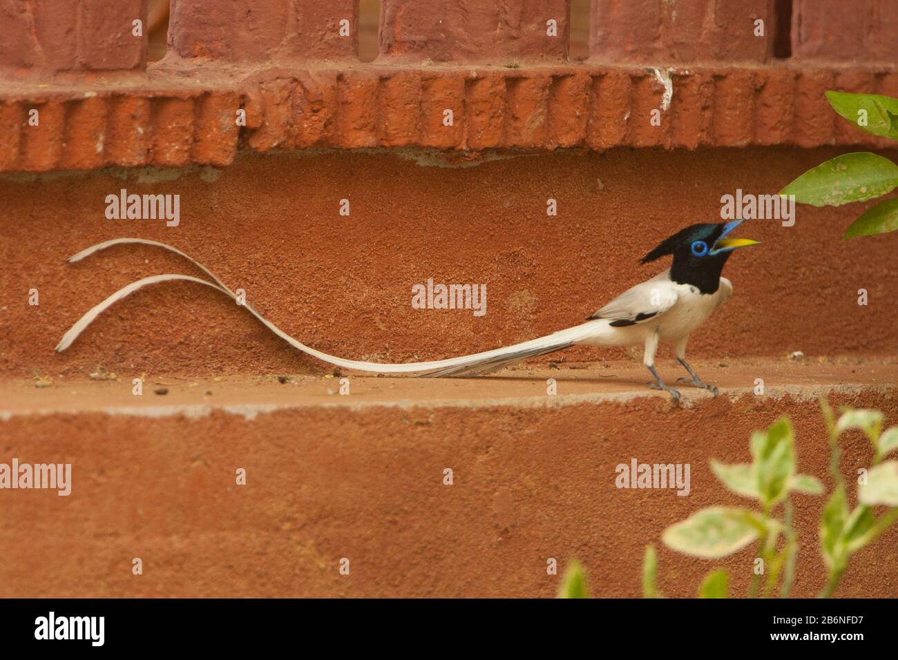Indian Paradise Flycatcher sitting on the edge of a building Stock Photo