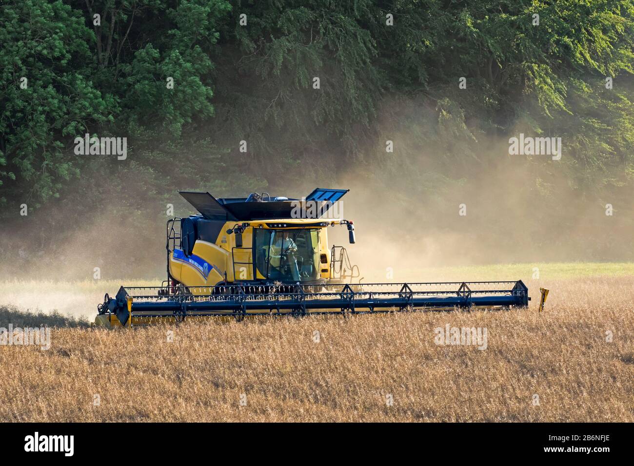 New Holland CR9.90 Combine Harvester harvesting rapeseed crop in field in summer for production of animal feed, edible vegetable oils and biodiesel Stock Photo