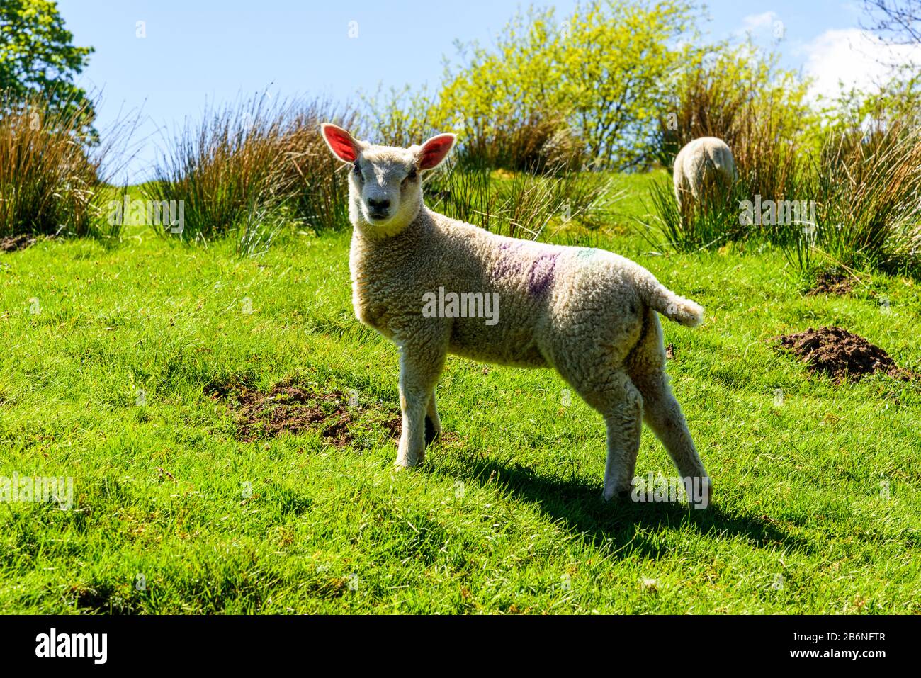 Spring lambs in Mallerstang valley in the Yorkshire Dales Stock Photo ...