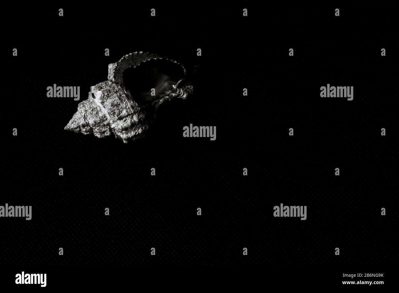 Seashell on black background Stock Photo