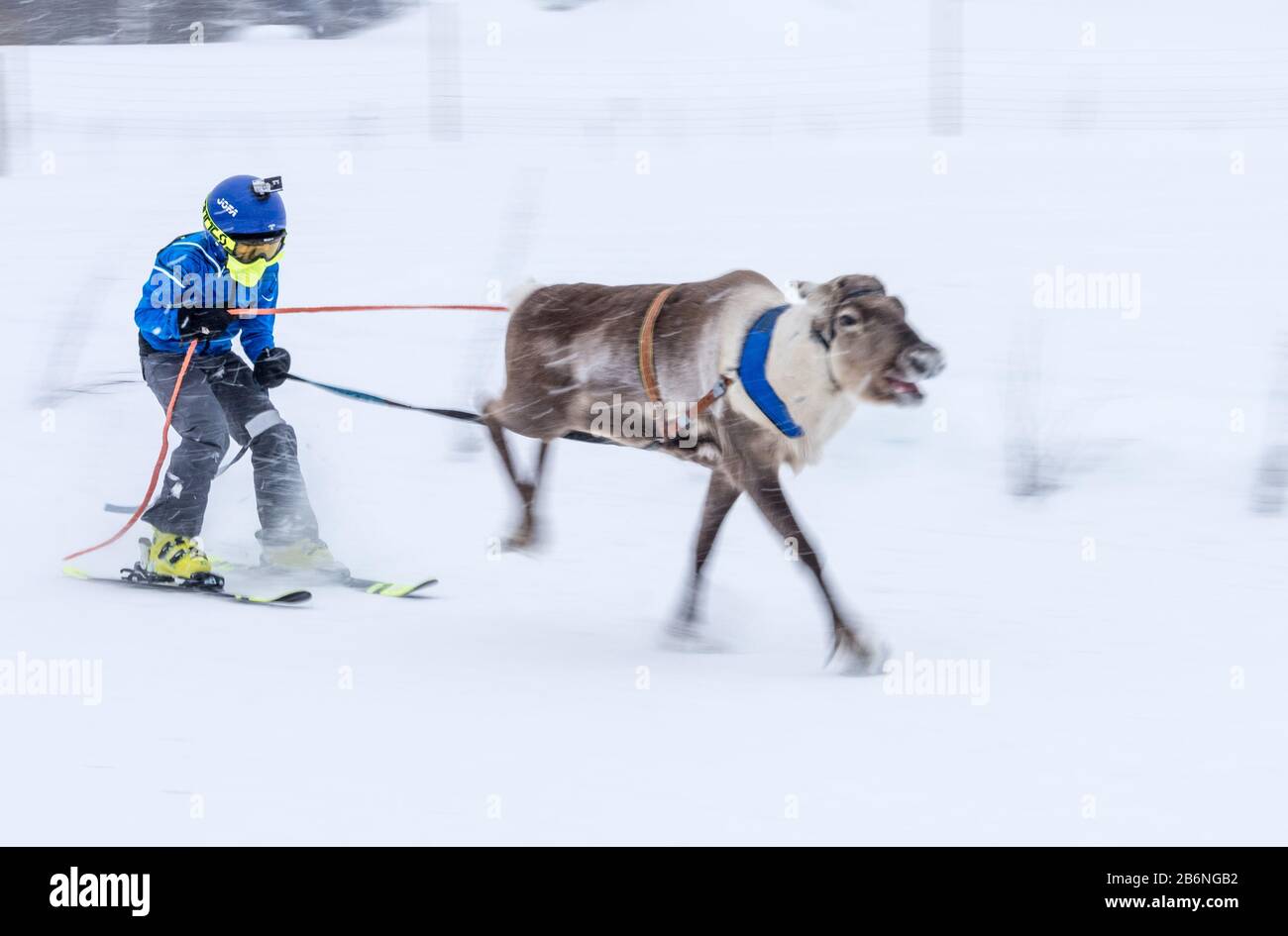 Reindeer race in Äkäslompolo, Finland's Lapland Stock Photo