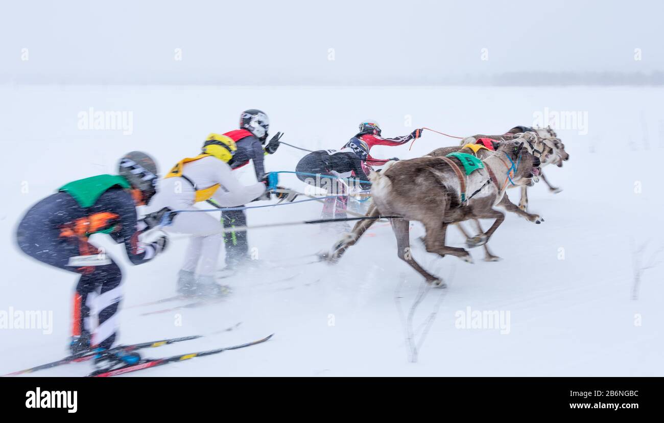 Reindeer race in Äkäslompolo, Finland's Lapland Stock Photo