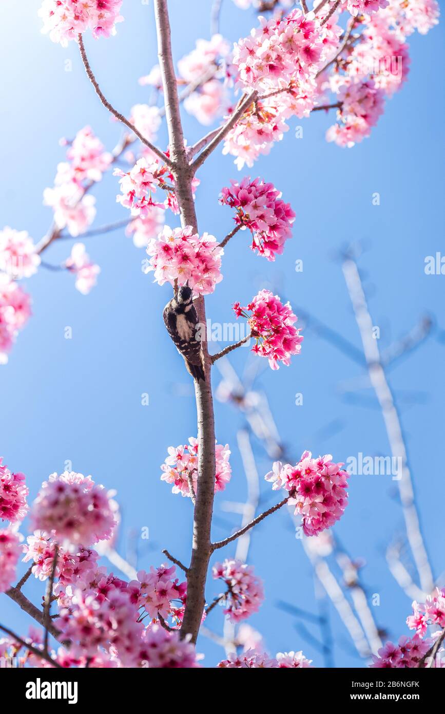 A pygmy woodpecker picks out a snack in a cherry blossom tree Stock Photo