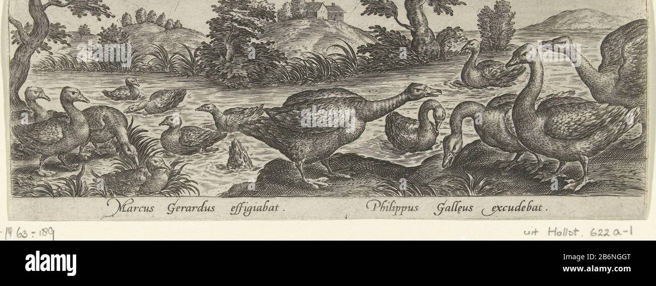 Ganzen en eenden Vogels en vlinders (serietitel) Avium vivae icones (serietitel) Geese and ducks in a pond. The print is part of a picture series about birds and vlinders. Manufacturer : printmaker: Philip Galle (attributed to workshop) to drawing: Marcus Gheeraerts (I) (listed building) publisher: Philip Galle (listed property) Place manufacture : Antwerp Date: 1547 - 1590 Physical features: car material: paper Technique: engra (printing process) Dimensions: sheet b 208 mm × h 76 mm Subject: water-birds: goos water-birds: duck Stock Photo