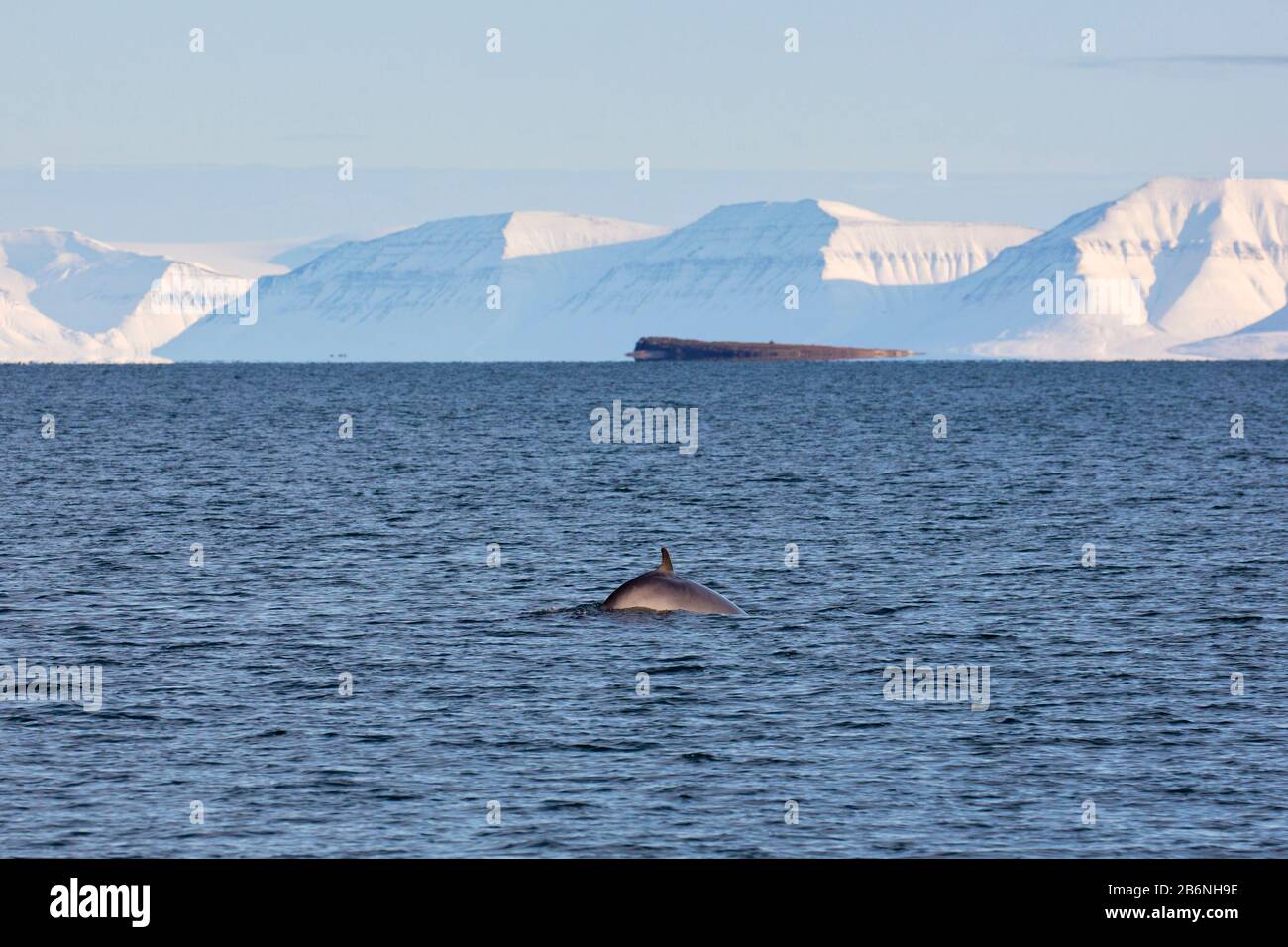 Northern minke whale / lesser rorqual (Balaenoptera acutorostrata) showing dorsal fin while surfacing in summer, Svalbard / Spitsbergen, Norway Stock Photo