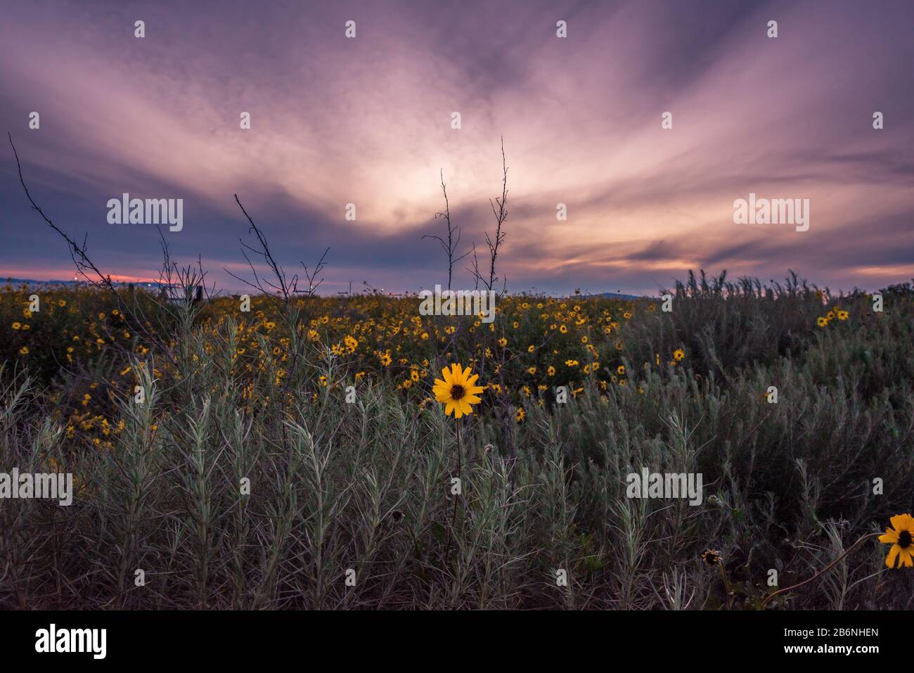 A field of yellow flowers at sunset Stock Photo Alamy