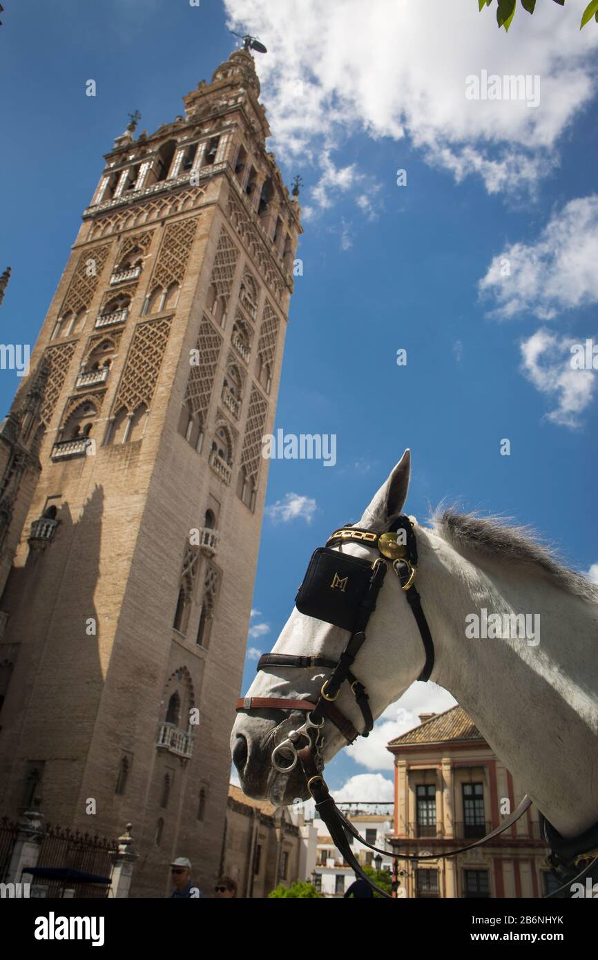 Close-up low angle view of a calash’s horse next to the Giralda at Virgen de los Reyes Square, Seville, Spain Stock Photo