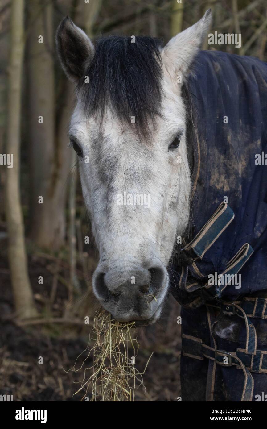 Horse eating hay Stock Photo Alamy
