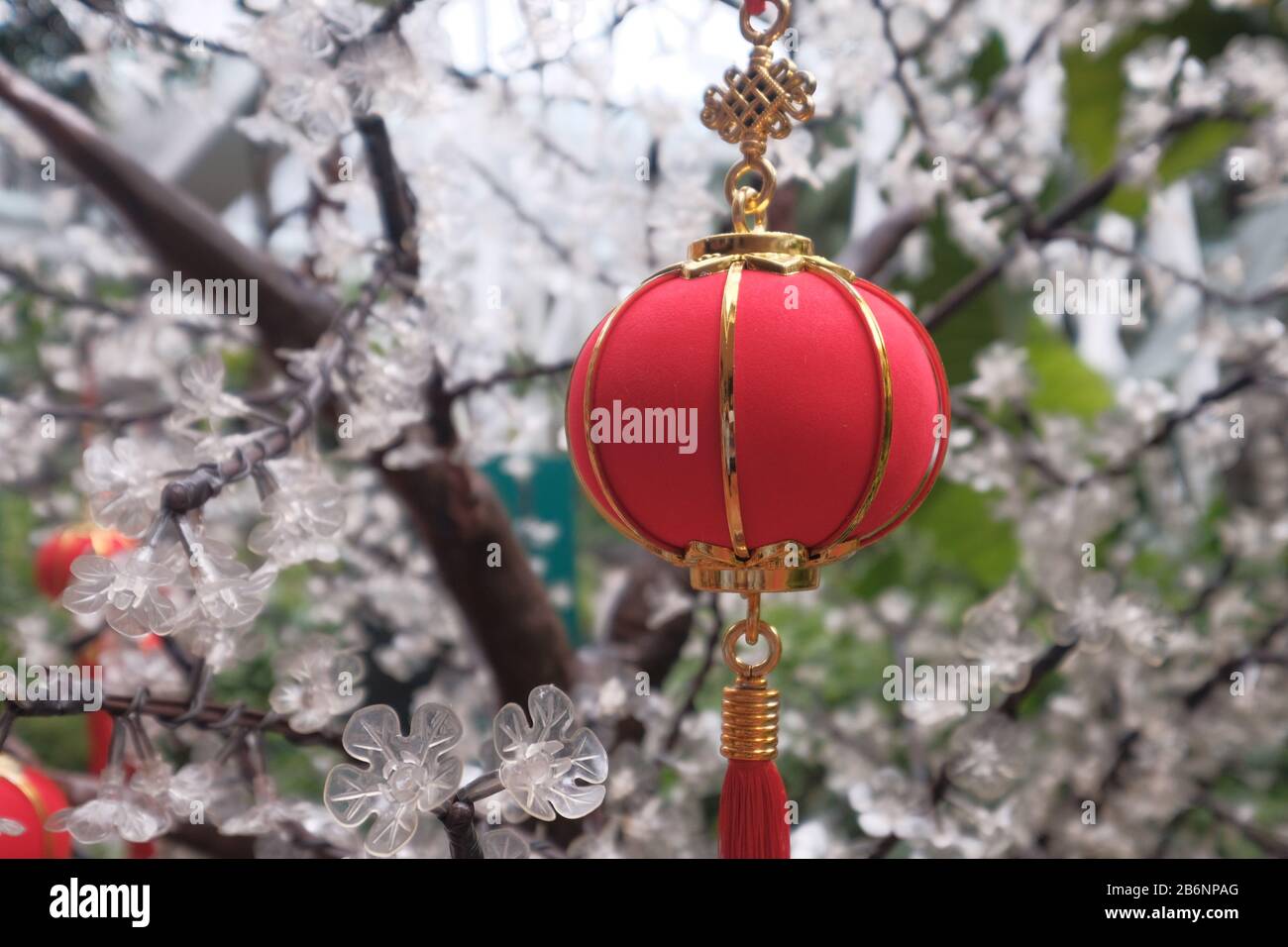 Chinese lantern tree hi-res stock photography and images - Alamy