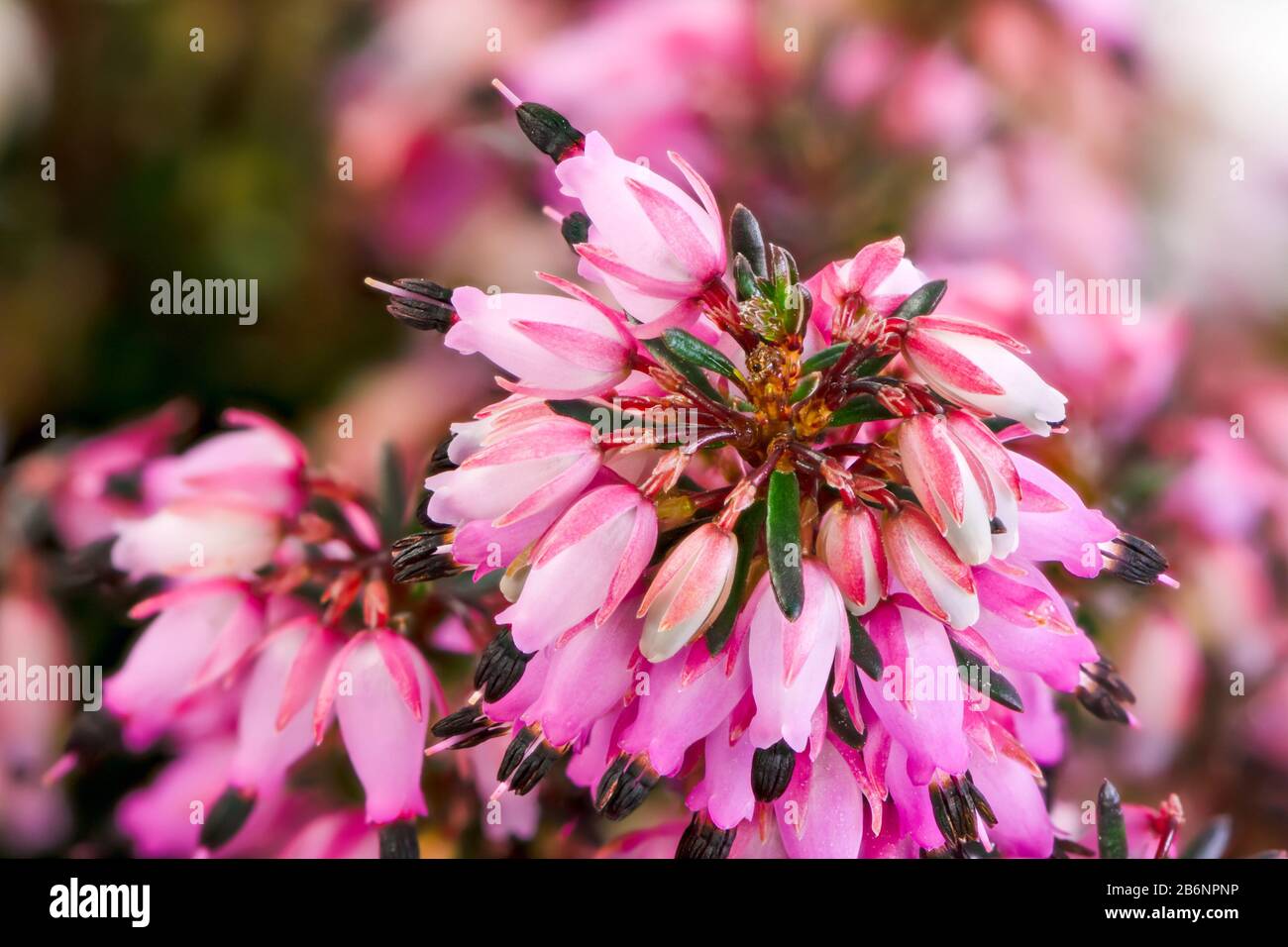 Macro of blossoms from a winter-flowering heather plant (erica carnea) Stock Photo