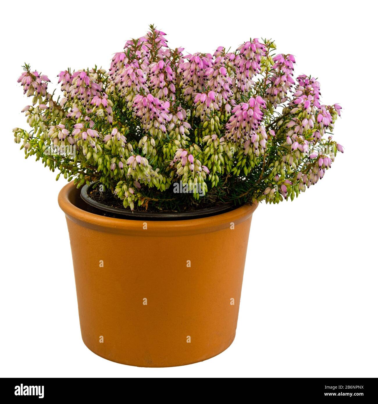 Isolated potted winter-flowering heather plant (erica carnea) Stock Photo