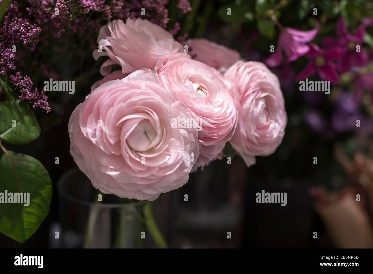 A bouquet of pale pink ranunculi on a background of fresh lilac in the store for sale Stock Photo