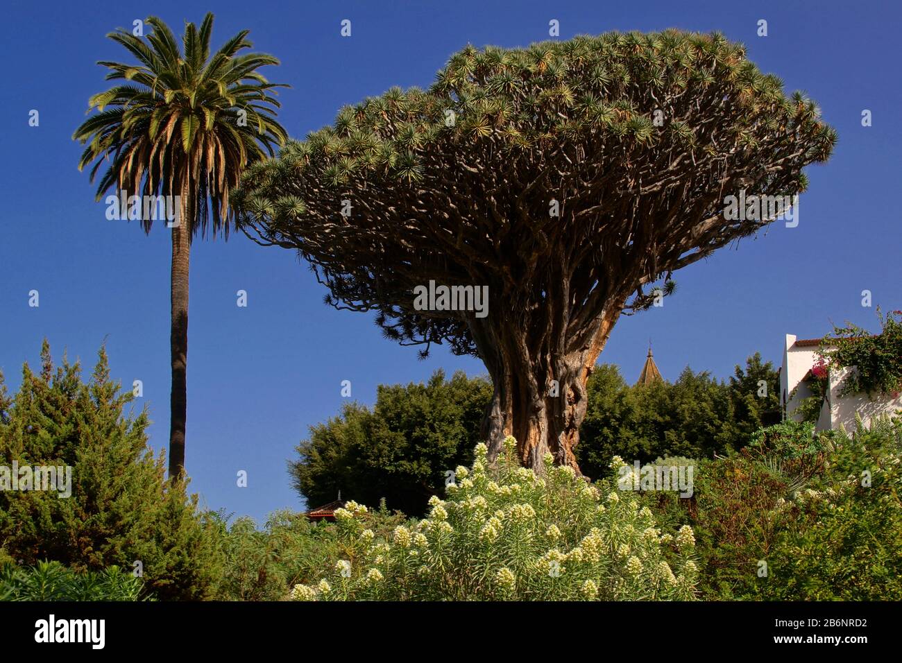 Kanarische Inseln, Teneriffa, El Drago, Der Drachenbaum, Icod Stock Photo