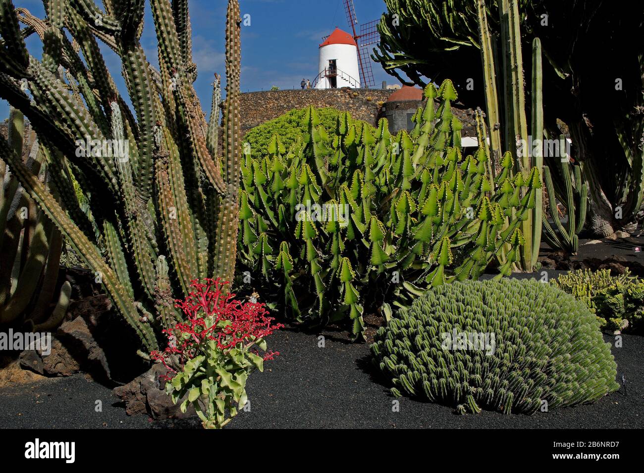 Kaktus garten hi-res stock photography and images - Alamy