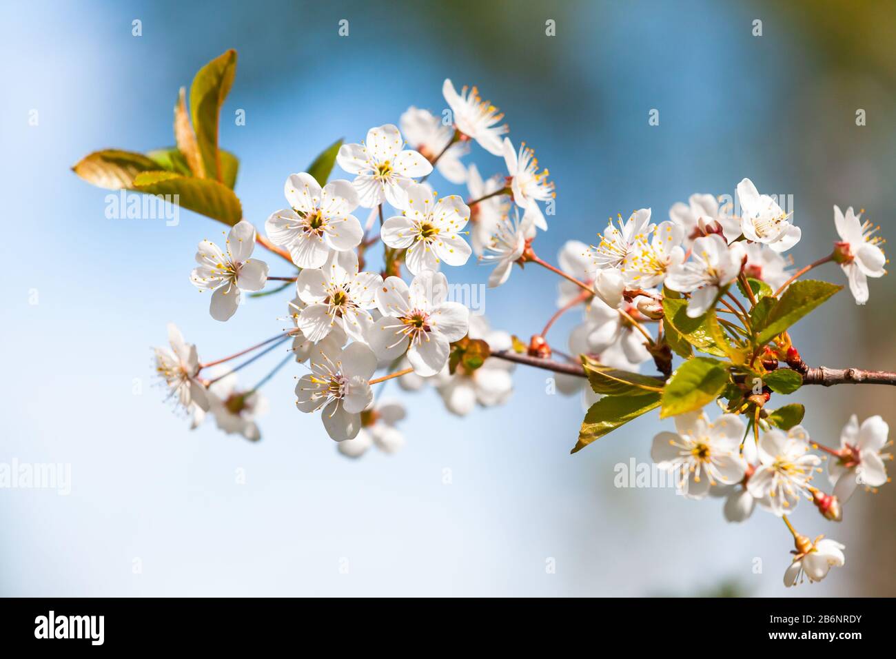 Close up cherry tree hi-res stock photography and images - Alamy