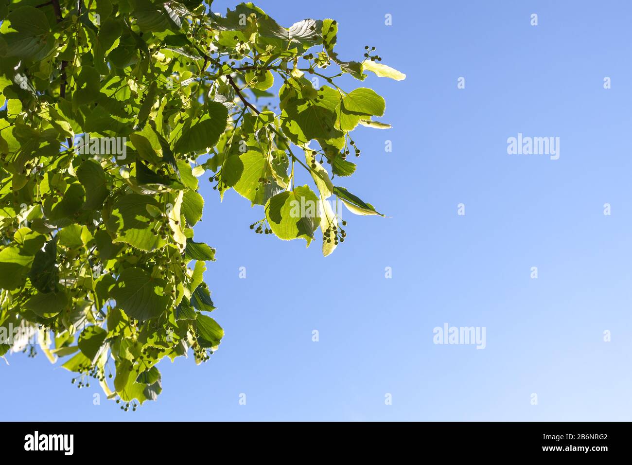 Linden blossom, green branch with green buds under blue sky at daytime, close up photo background with selective focus Stock Photo