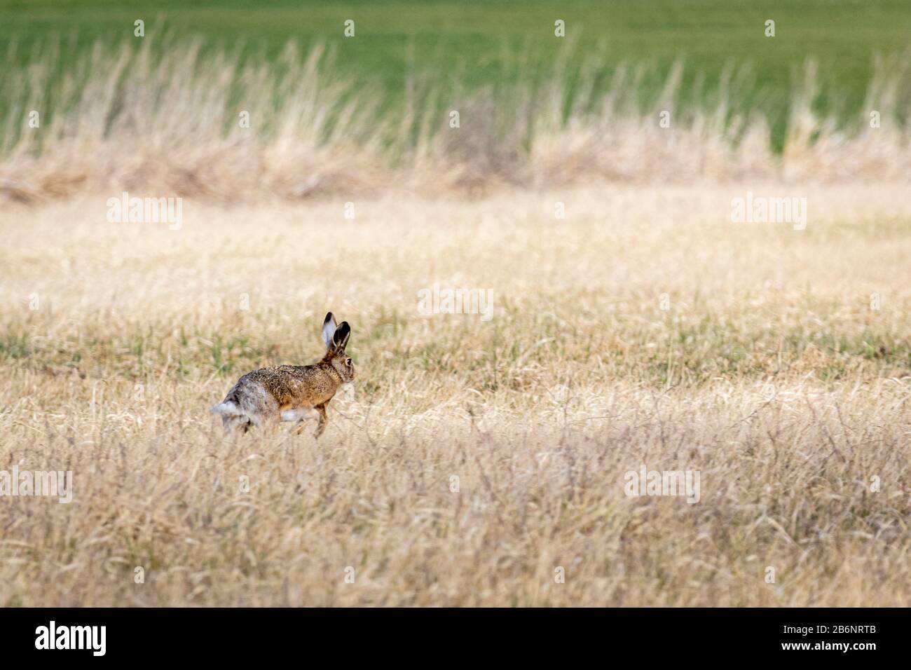 European wild rabbit tail hi-res stock photography and images - Alamy