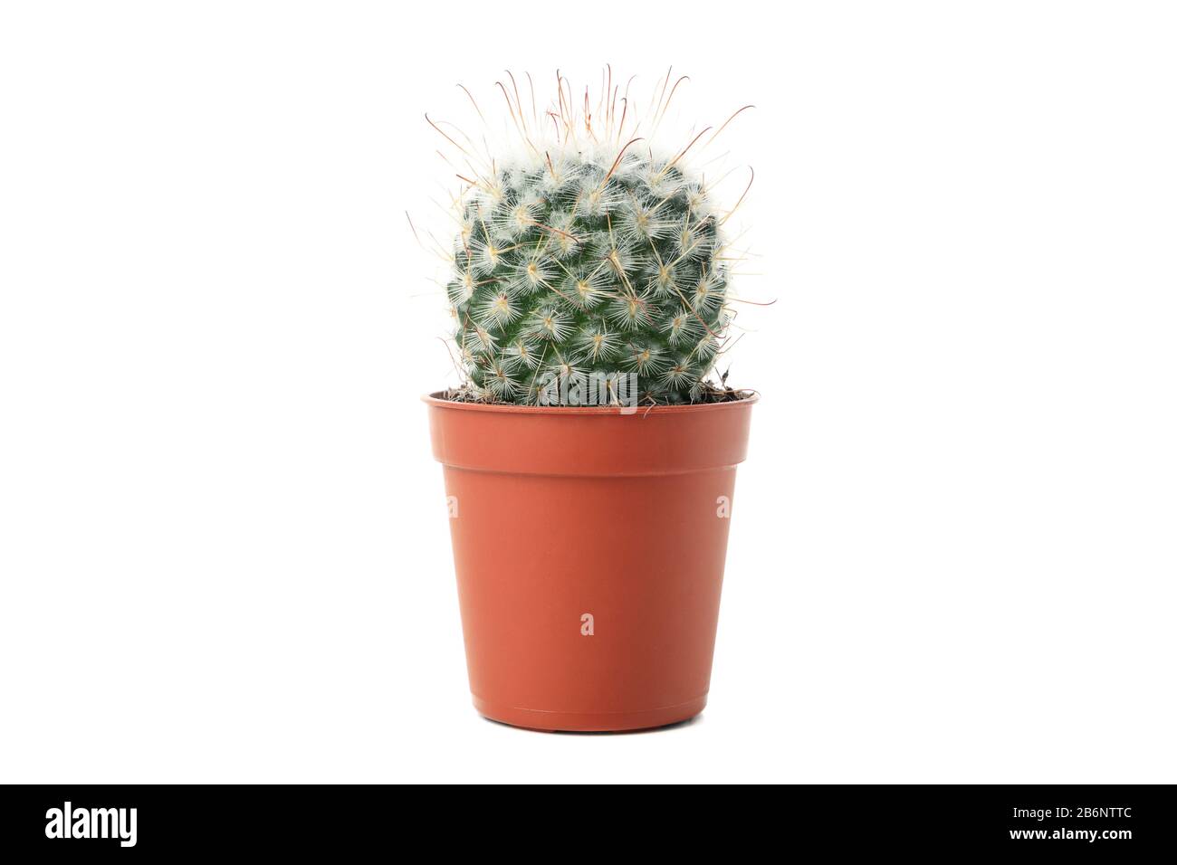 Cactus in pot isolated on white background Stock Photo - Alamy