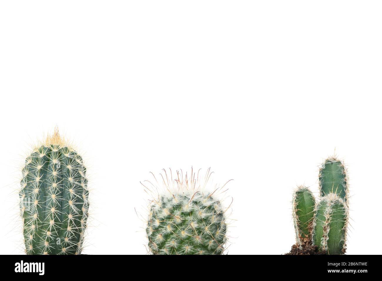 Different cacti isolated on white background. Home plants Stock Photo ...