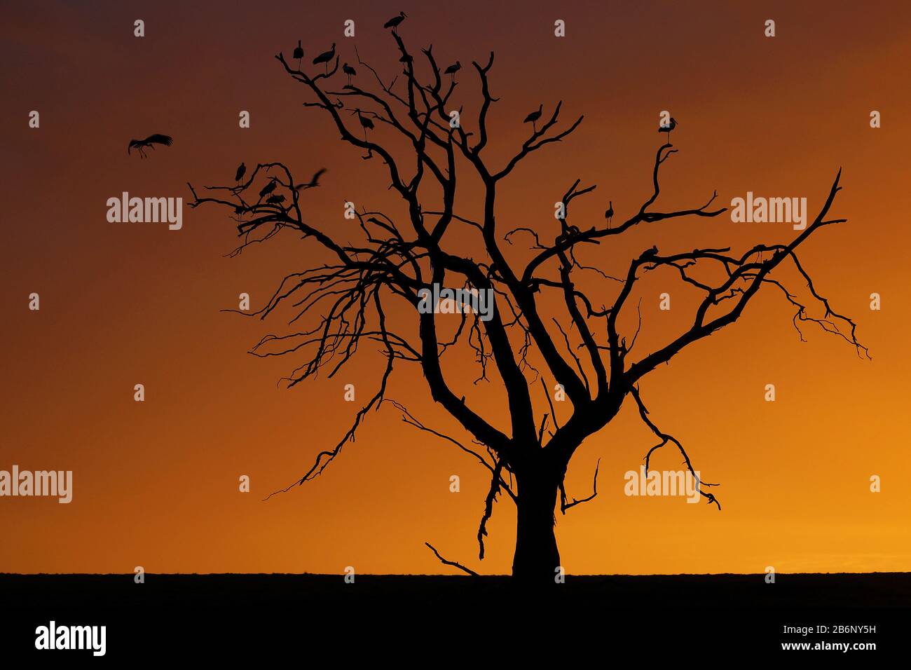 Suedafrika Afrika Baum Im Gegenlicht Sonnenuntergang Silhouette Stock Photo Alamy