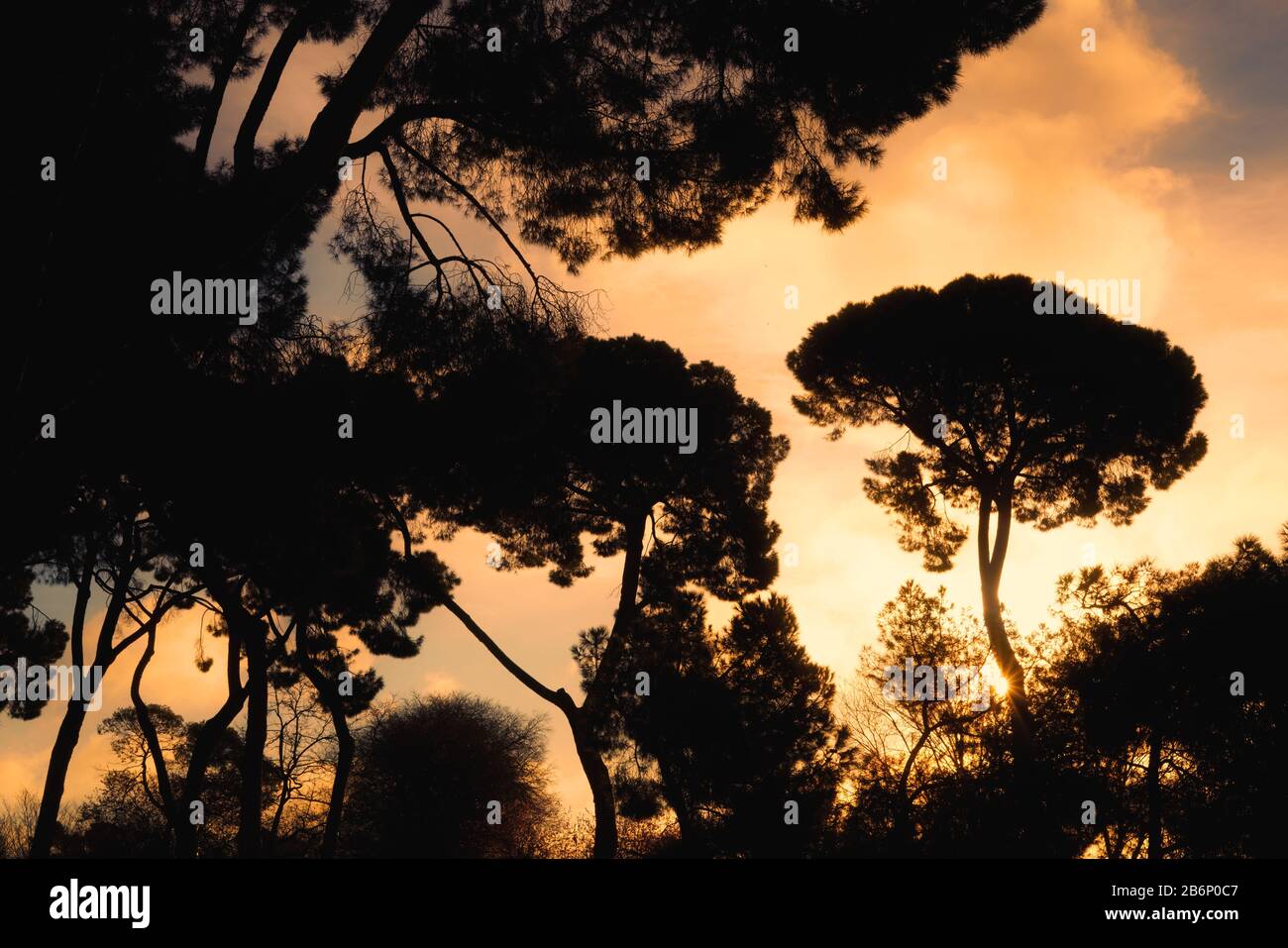 The silhouette of Mediterranean pine trees at sunrise. Stock Photo