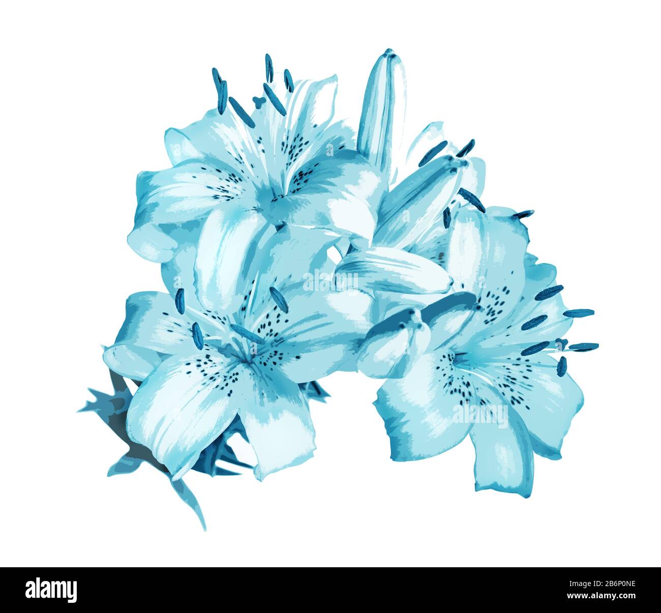 Digital drawing of a beautiful bouquet of large flowers of blue lilies,  isolated on a white background Stock Photo - Alamy, image size:1300x1206