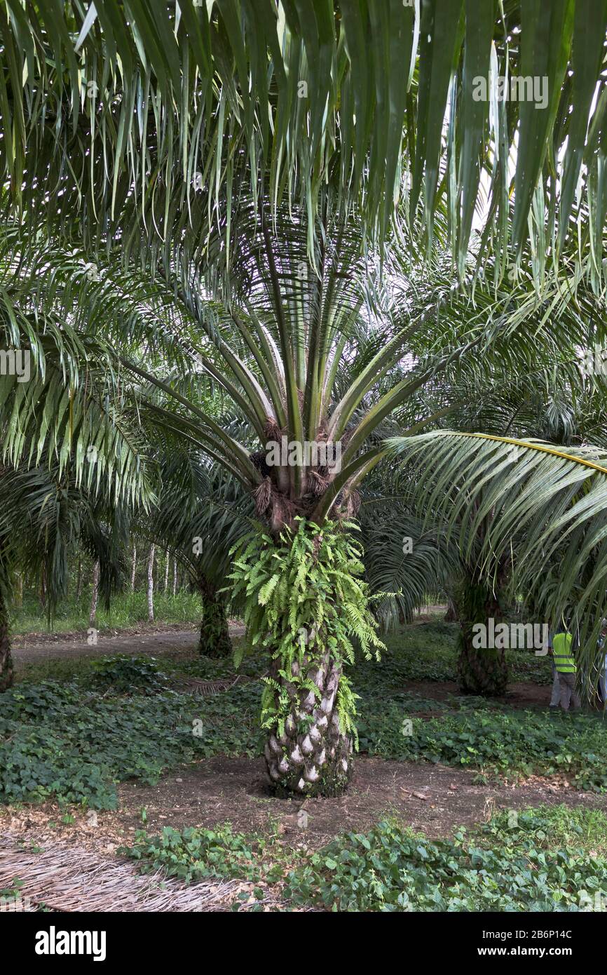 dh PNG Palm oil Industry ALOTAU PAPUA NEW GUINEA Palm tree fruit in plantation deforestation forest trees Stock Photo
