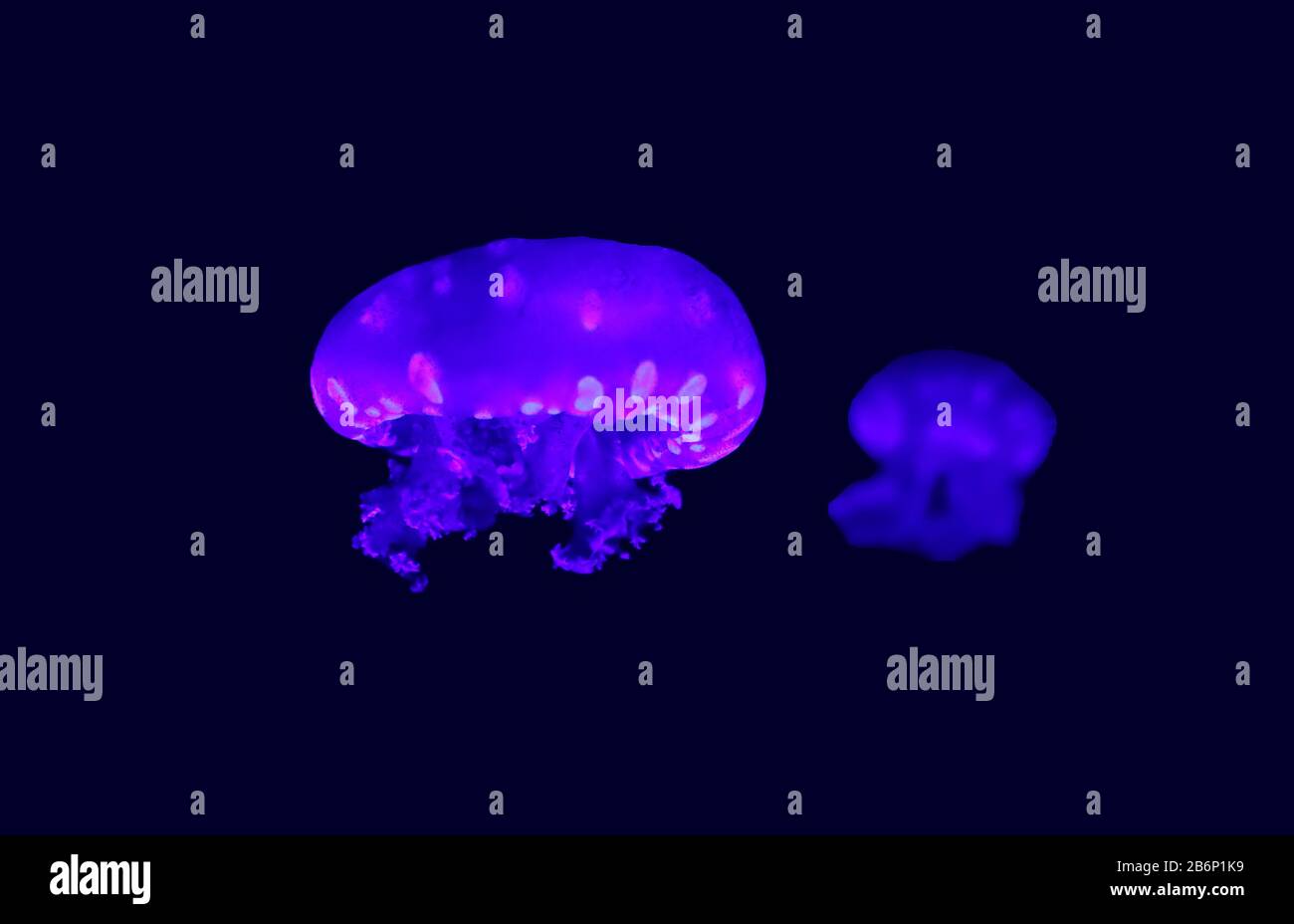 Phyllorhiza punctata is a species of jellyfish, also known as the