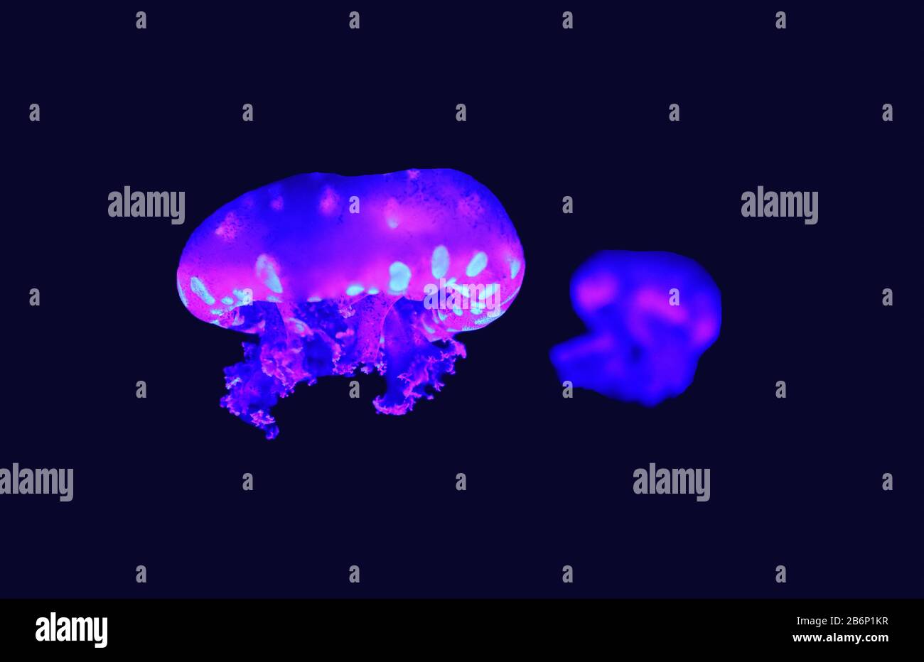 Phyllorhiza punctata is a species of jellyfish, also known as the ...