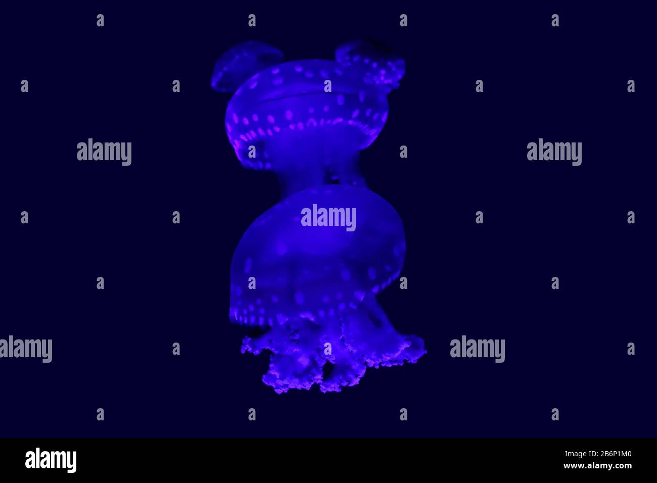 Phyllorhiza punctata is a species of jellyfish, also known as the ...