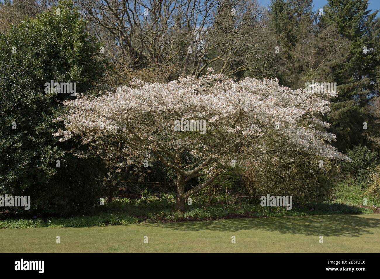 Spring Blossom of a Cherry Tree (Prunus 'Jo-nioi') in a Country Cottage Garden in Rural Devon, England, UK Stock Photo
