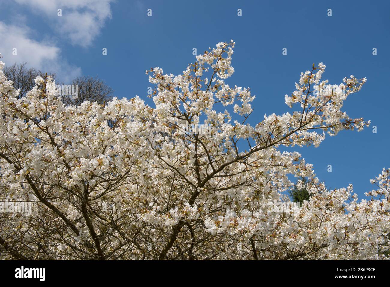 Spring Blossom of a Cherry Tree (Prunus 'Jo-nioi') in a Country Cottage Garden in Rural Devon, England, UK Stock Photo