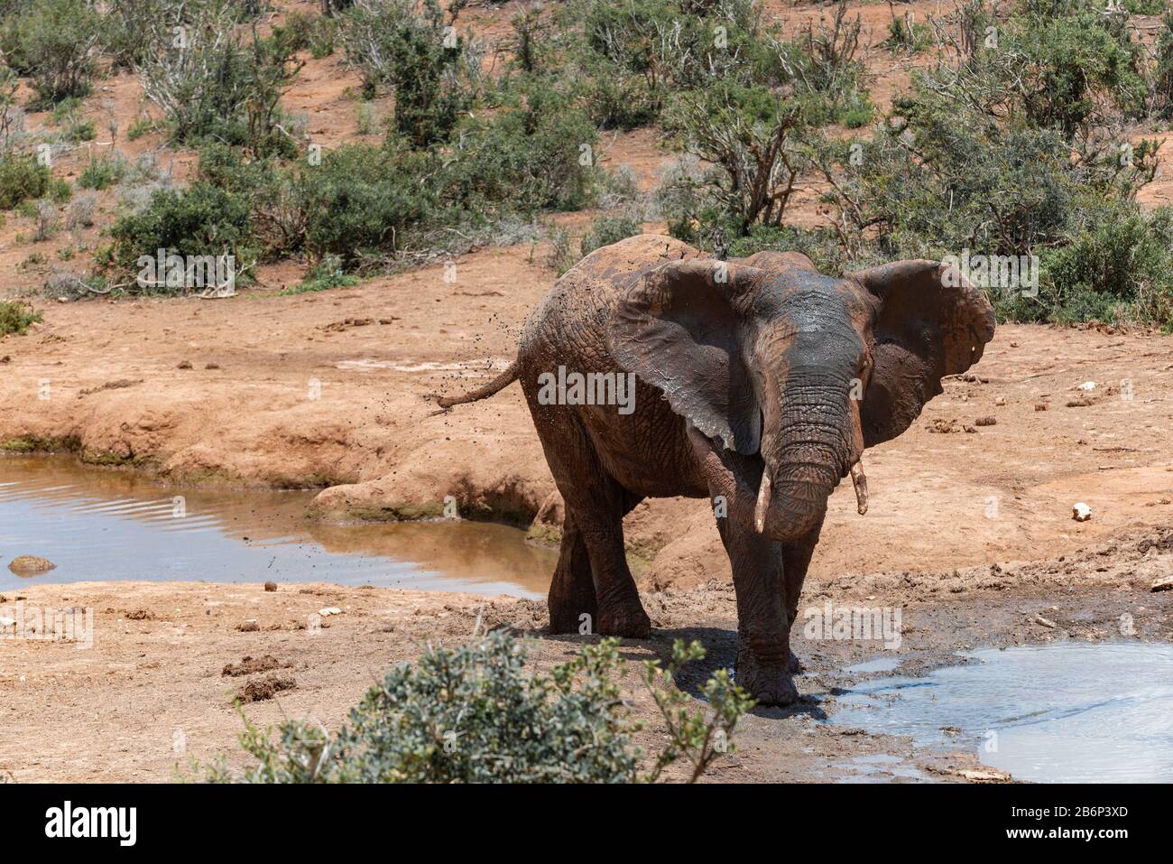African elephant  spraying water over its body to cool off at a waterhole in the Addo Elephant National Park, Eastern Cape, South Africa Stock Photo
