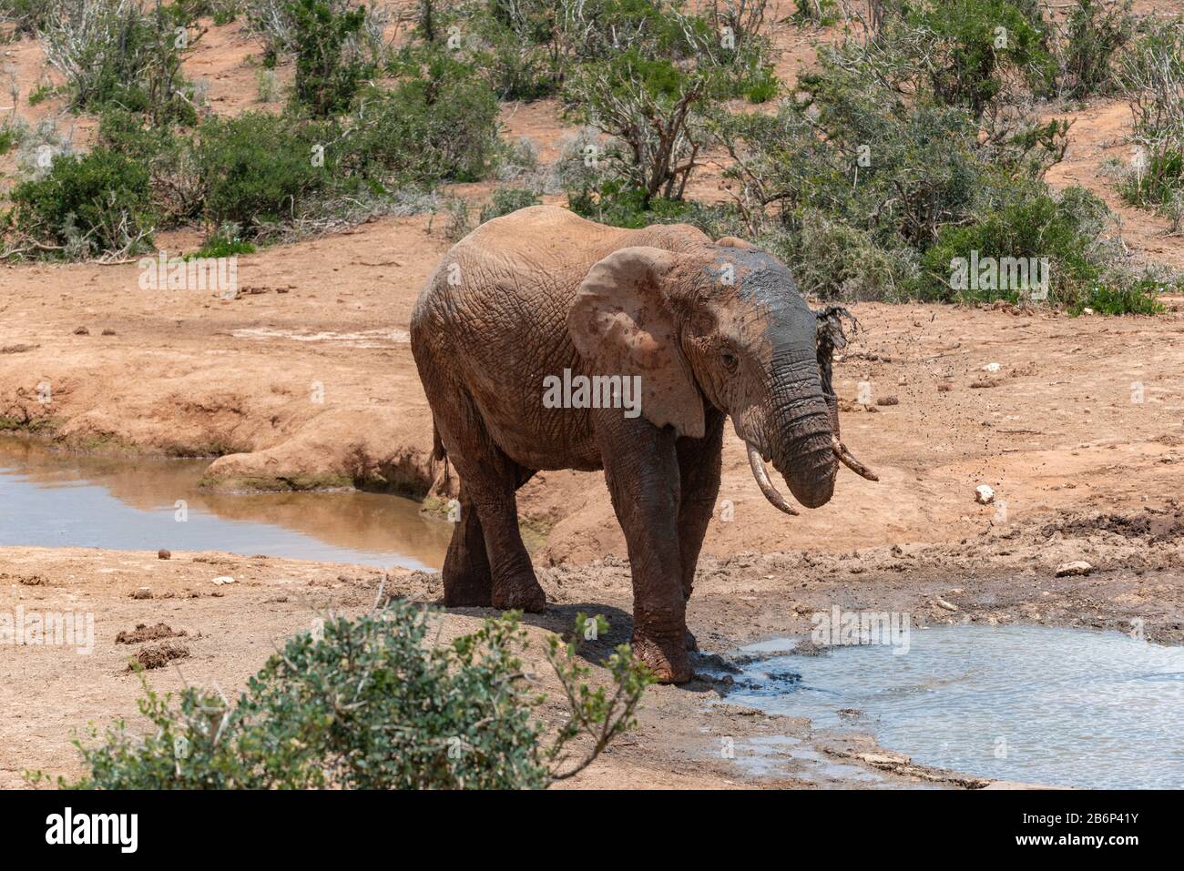 African elephant  spraying water over its body to cool off at a waterhole in the Addo Elephant National Park, Eastern Cape, South Africa Stock Photo
