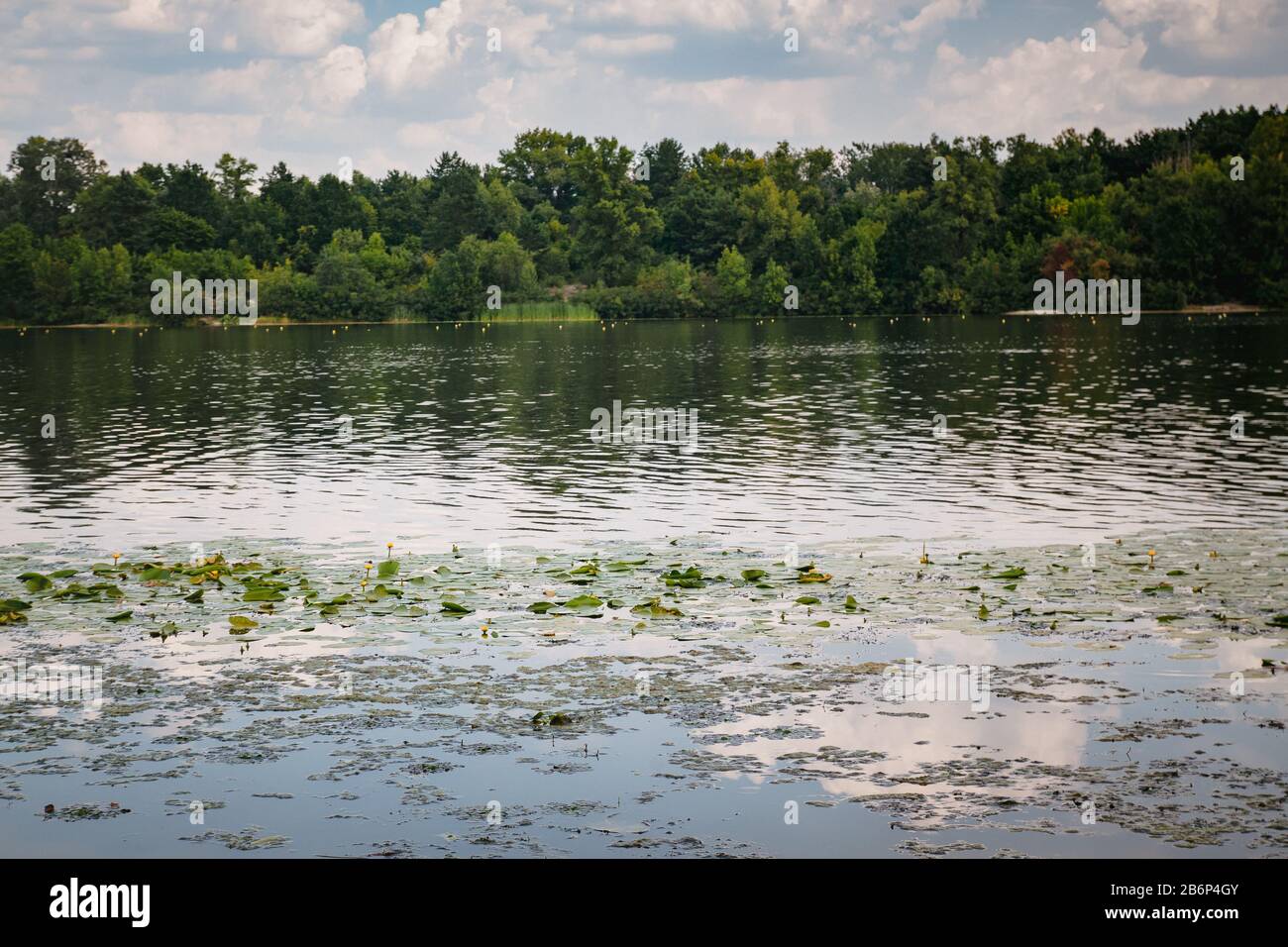 Summer landscape, green forest on the river bank with water lilies and ...